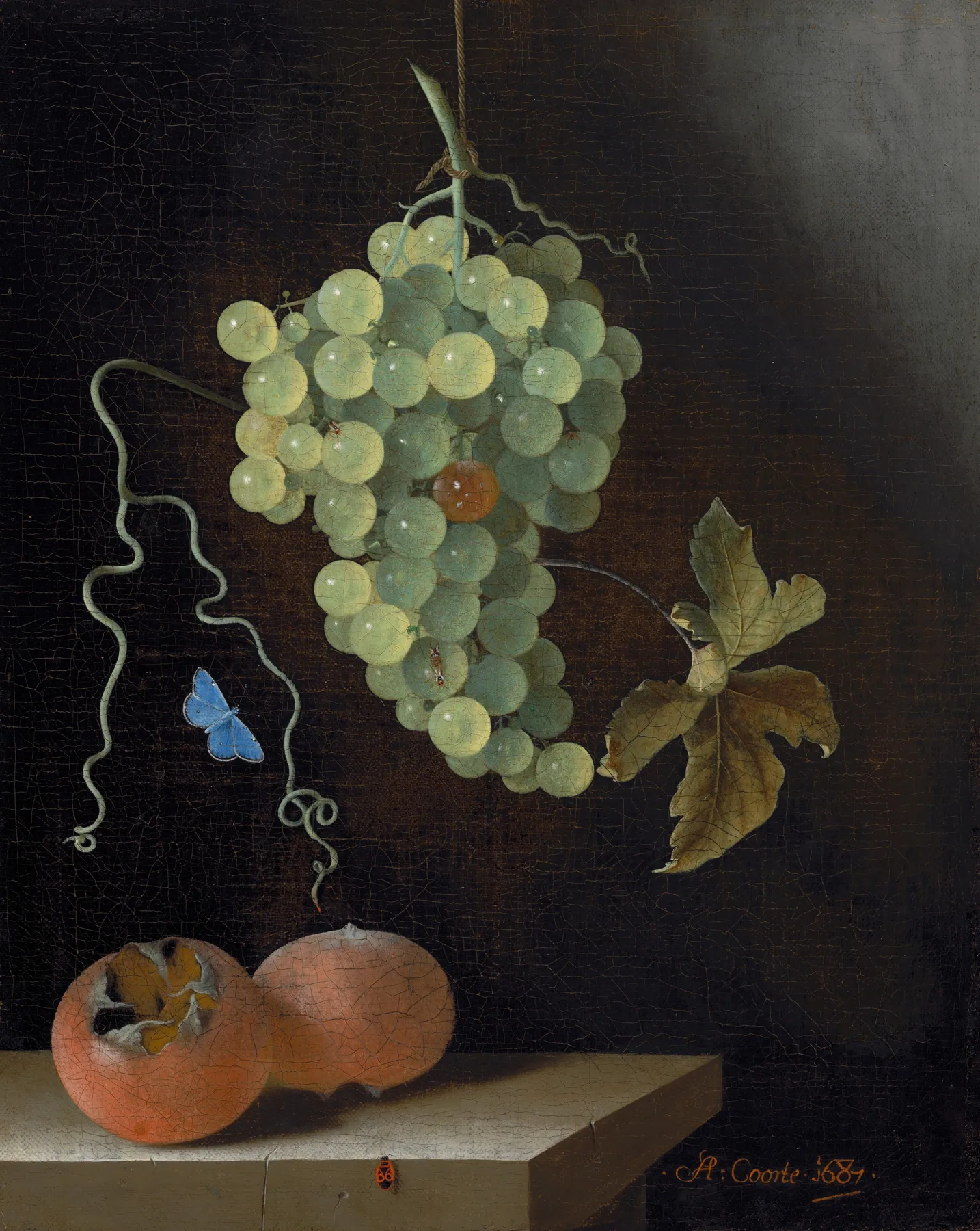 Bodegón con racimo de uvas colgado, dos nísperos y una mariposa, de Adriaen Coorte