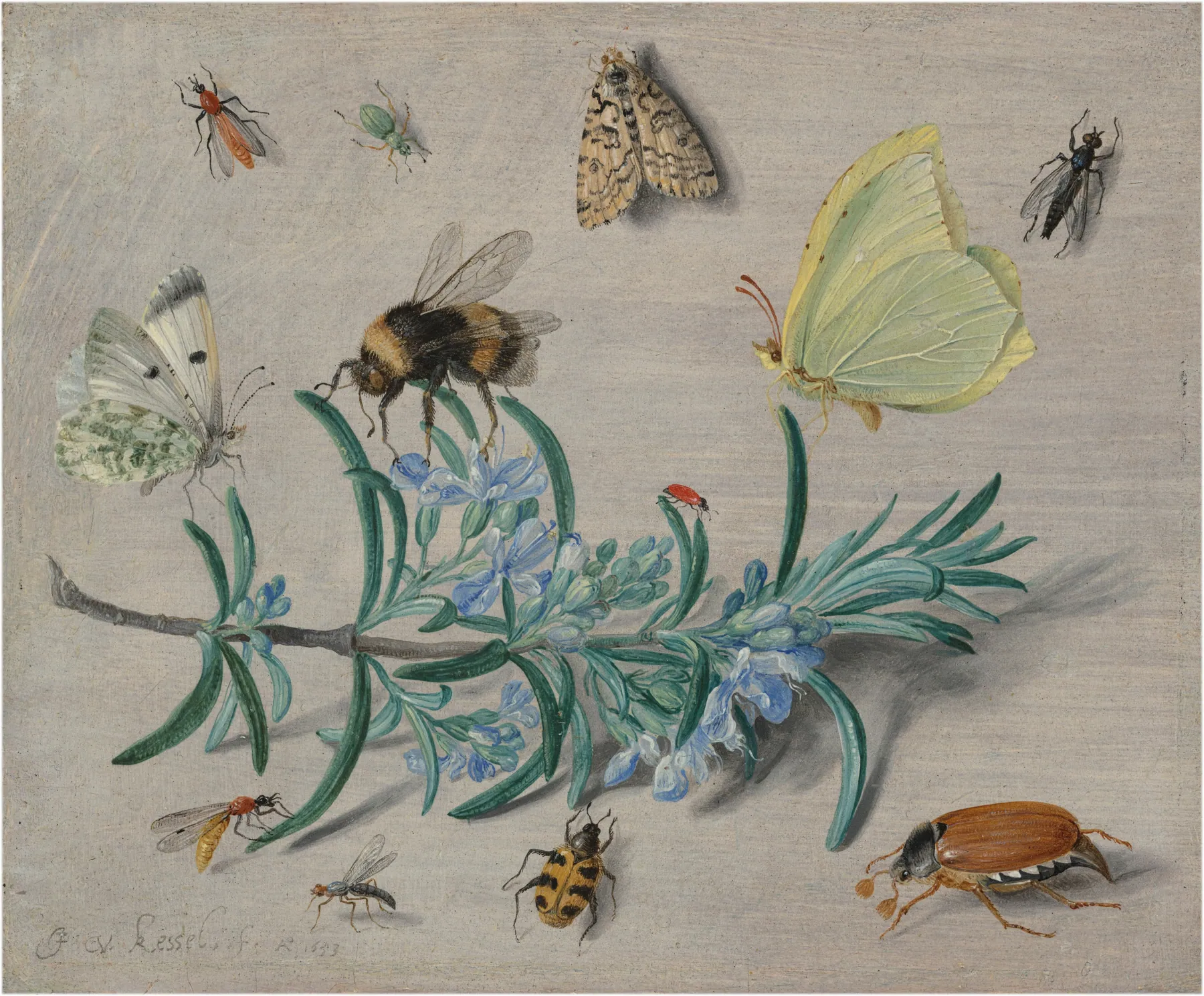 Insectos y una ramita de romero, de Jan van Kessel el Viejo