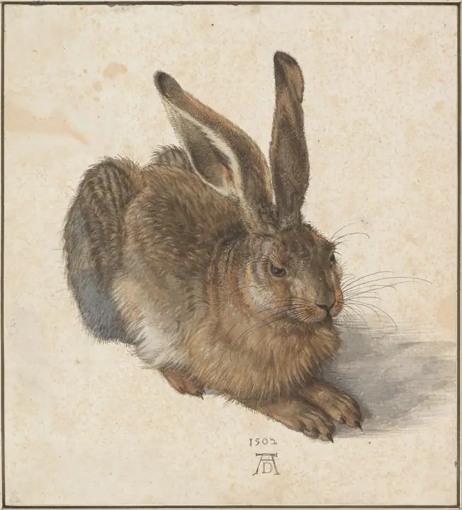 La liebre joven, Alberto Durero