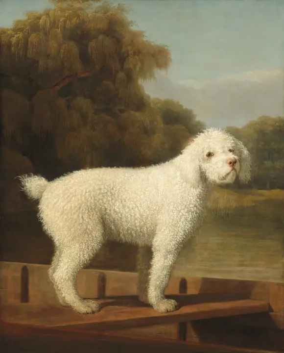 Caniche blanco en una batea, George Stubbs
