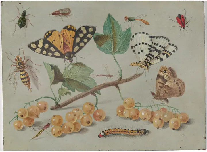 Estudio de mariposa e insectos, Jan van Kessel el Viejo